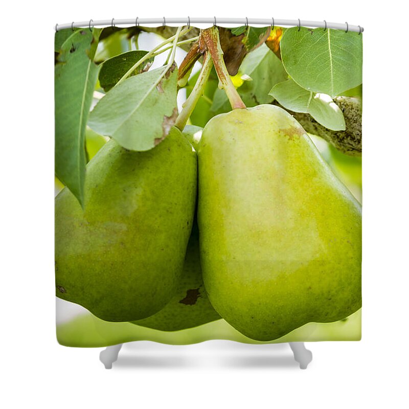 Colorado Shower Curtain featuring the photograph Organic Pears by Teri Virbickis