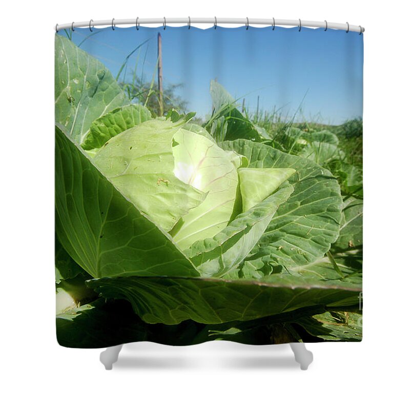 Organic Shower Curtain featuring the photograph Organic White Cabbage by Yotam Jacobson