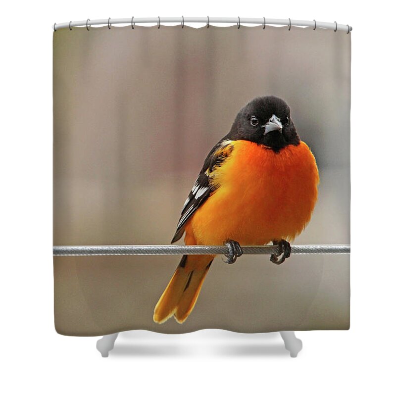 Oriole Shower Curtain featuring the photograph Oriole On The Line by Debbie Oppermann