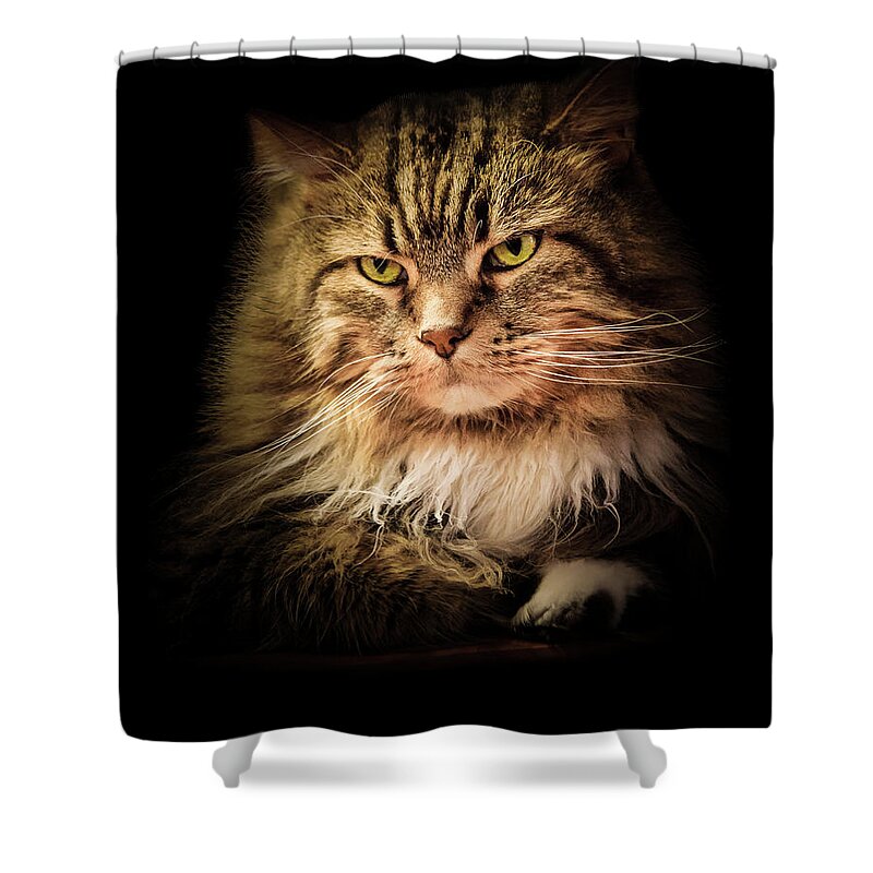 Cat Shower Curtain featuring the photograph Oscar on Black by Joni Eskridge