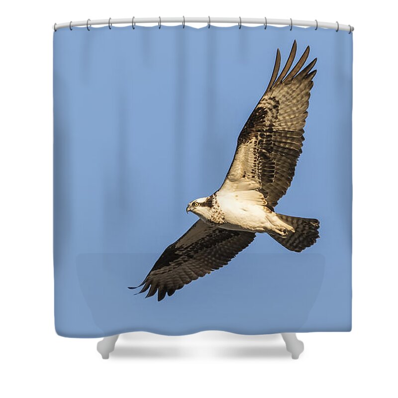 Osprey Shower Curtain featuring the photograph Osprey 2016-2 by Thomas Young