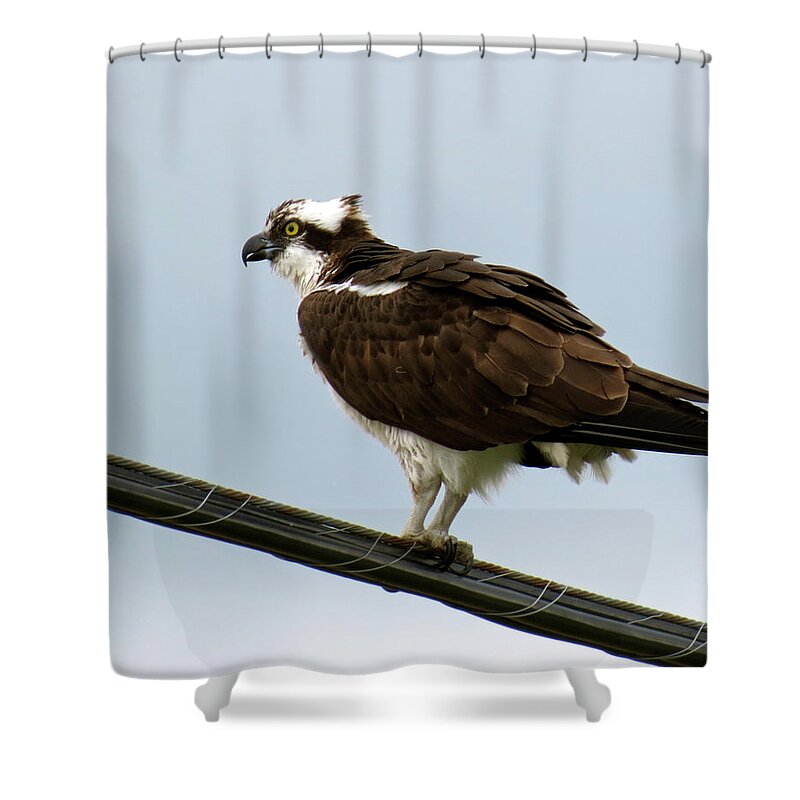Bird Shower Curtain featuring the photograph Osprey by Azthet Photography