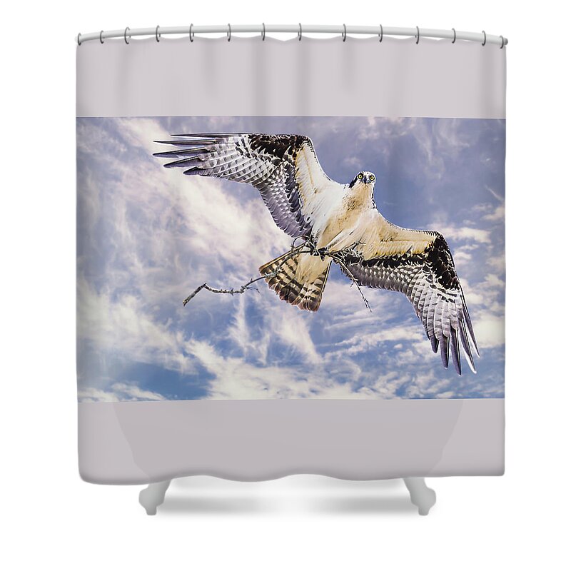 Ontario Shower Curtain featuring the photograph Osprey building nest by Tracy Munson