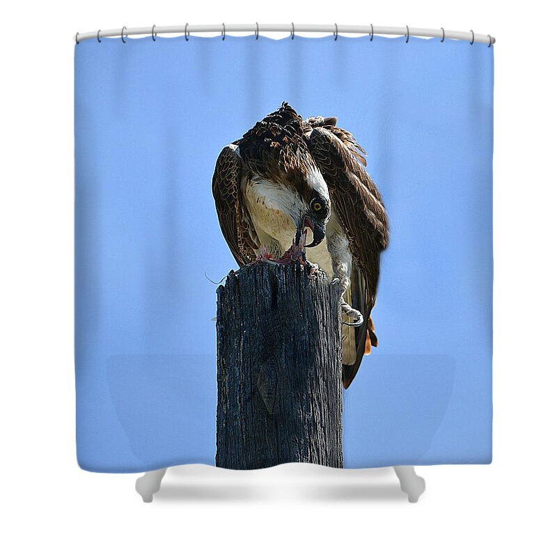 Osprey Shower Curtain featuring the photograph Osprey Landing by Carolyn Mickulas