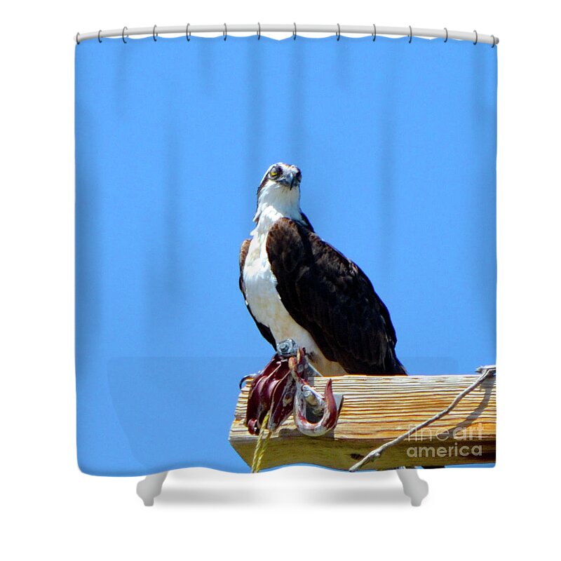 Osprey Shower Curtain featuring the photograph Osprey by Cindy Schneider