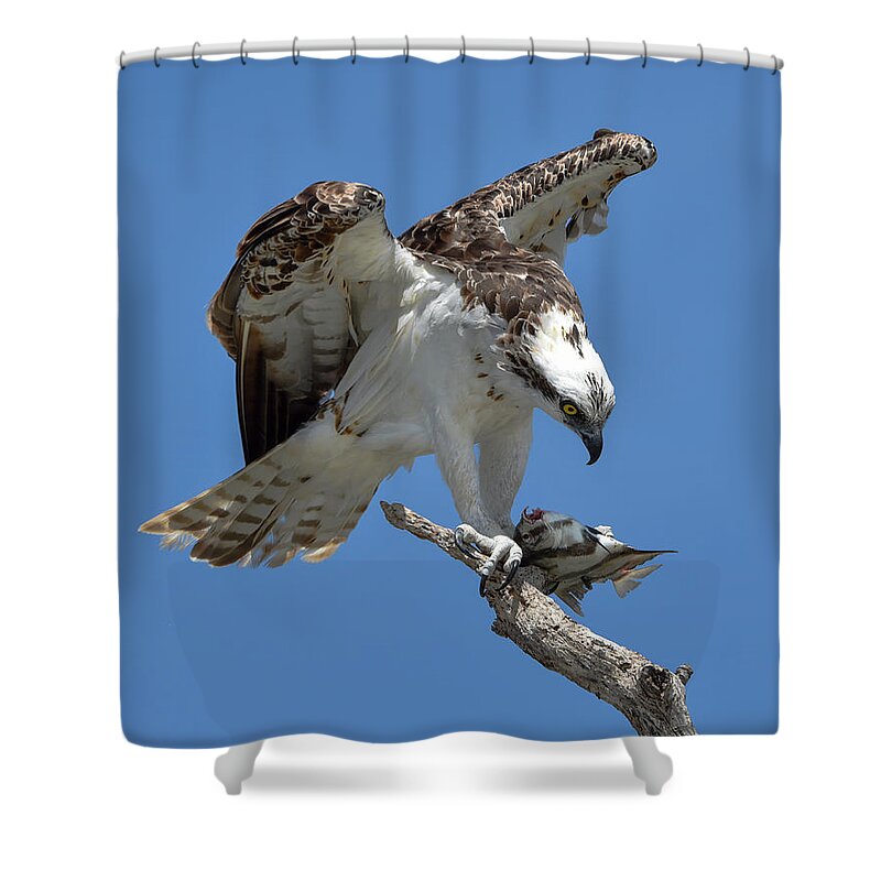 Osprey Shower Curtain featuring the photograph Osprey Feeding on a Fish by Artful Imagery