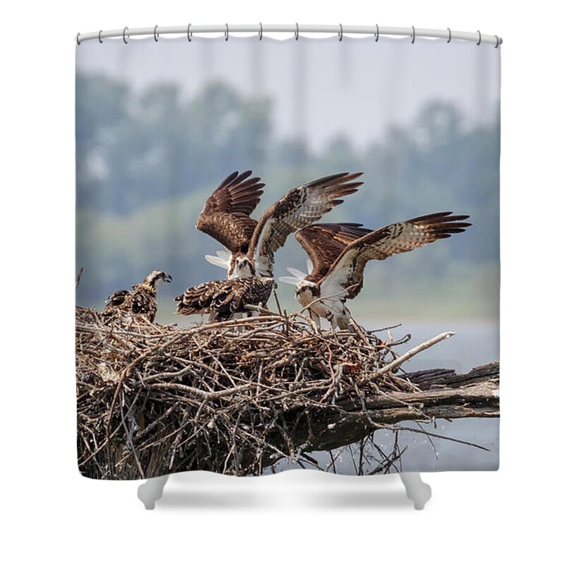 Osprey Shower Curtain featuring the photograph Osprey Flying Class by Susan Rissi Tregoning
