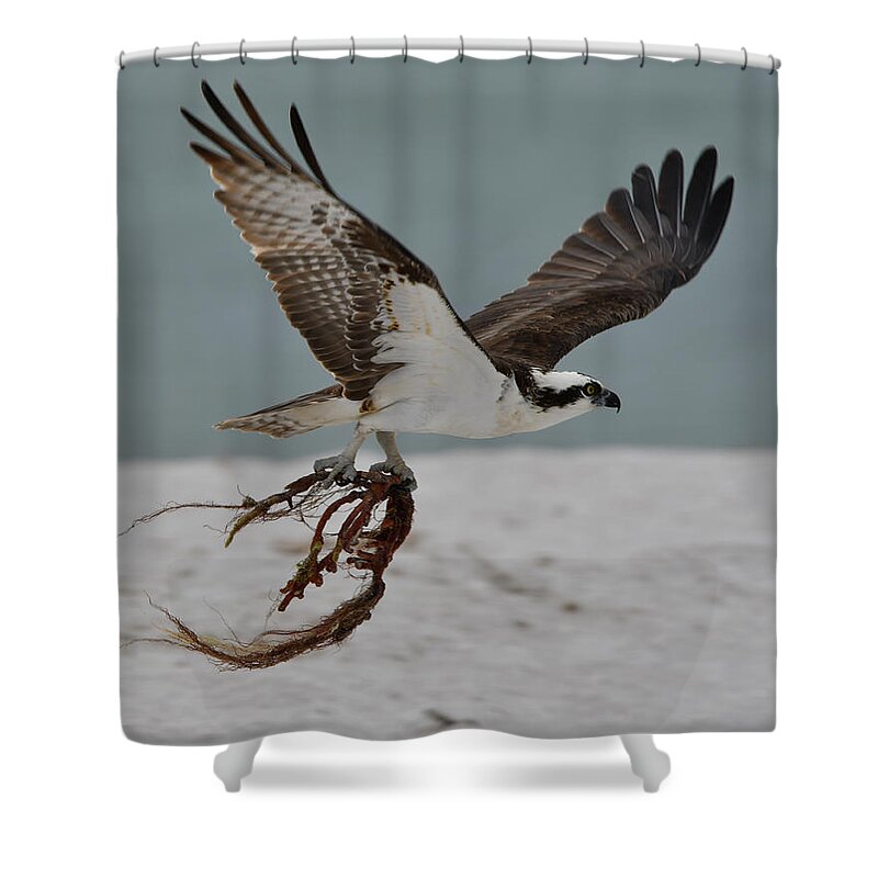 Osprey Shower Curtain featuring the photograph Osprey Flying with Seaweed by Artful Imagery