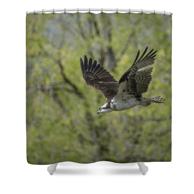 Osprey Shower Curtain featuring the photograph Osprey in Flight 1 by Rick Mosher