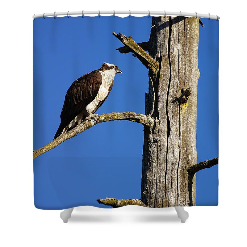 Osprey Shower Curtain featuring the photograph Osprey Nest Guard - 003 by Shirley Heyn