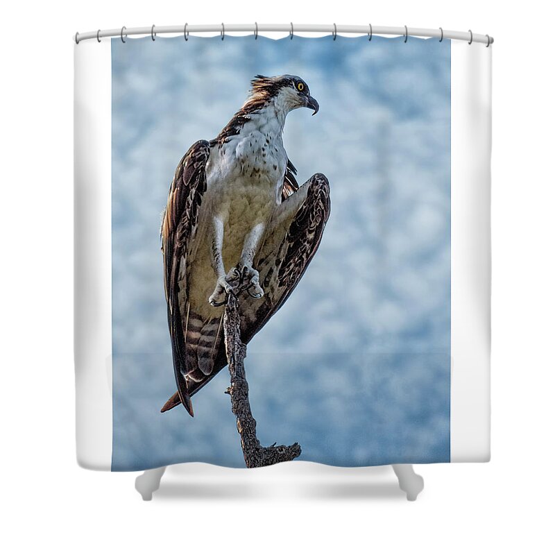 Osprey Shower Curtain featuring the photograph Osprey on Top of the World #2 by Mitch Spence