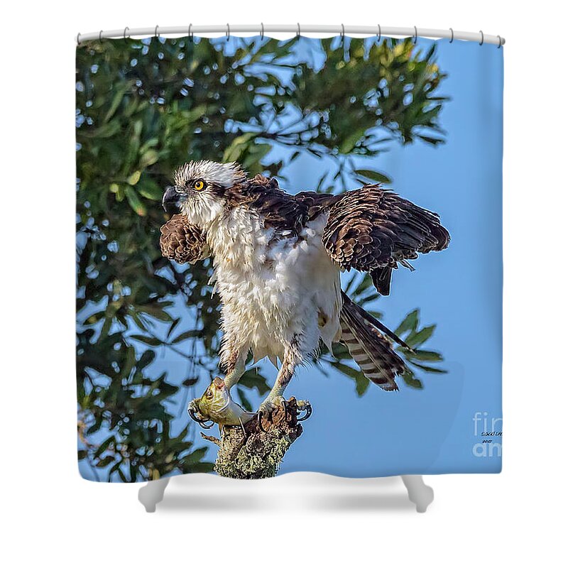 Osprey Shower Curtain featuring the photograph Osprey With Meal by DB Hayes