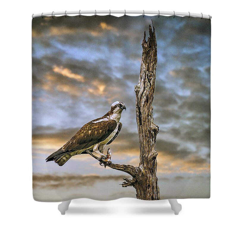 Osprey Shower Curtain featuring the photograph Osprey with supper by Brian Tarr