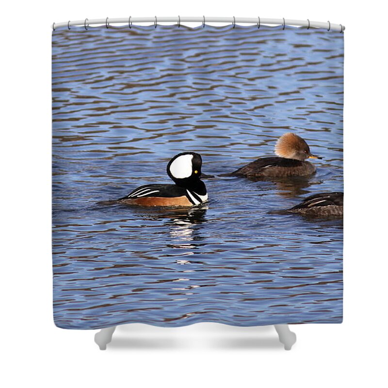 Hooded Merganser Shower Curtain featuring the photograph Out for a Stroll by Travis Truelove