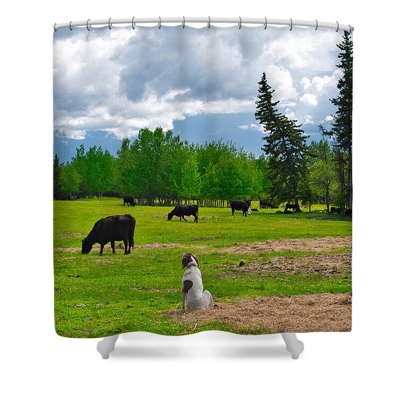 Cow Shower Curtain featuring the photograph Out in the Pasture by Cathy Mahnke