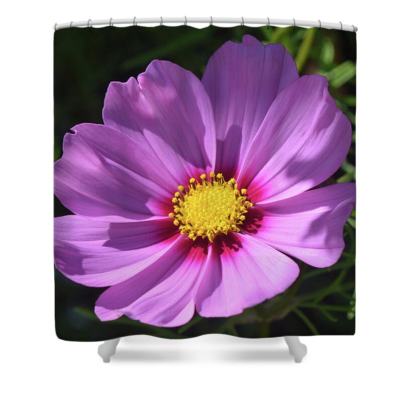 Cosmos Flower Shower Curtain featuring the photograph Out In The Sun. by Terence Davis