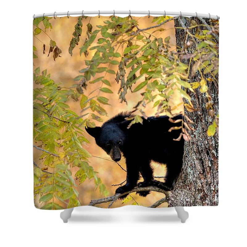 Black Bear Shower Curtain featuring the photograph Out On A Limb by Carol Montoya