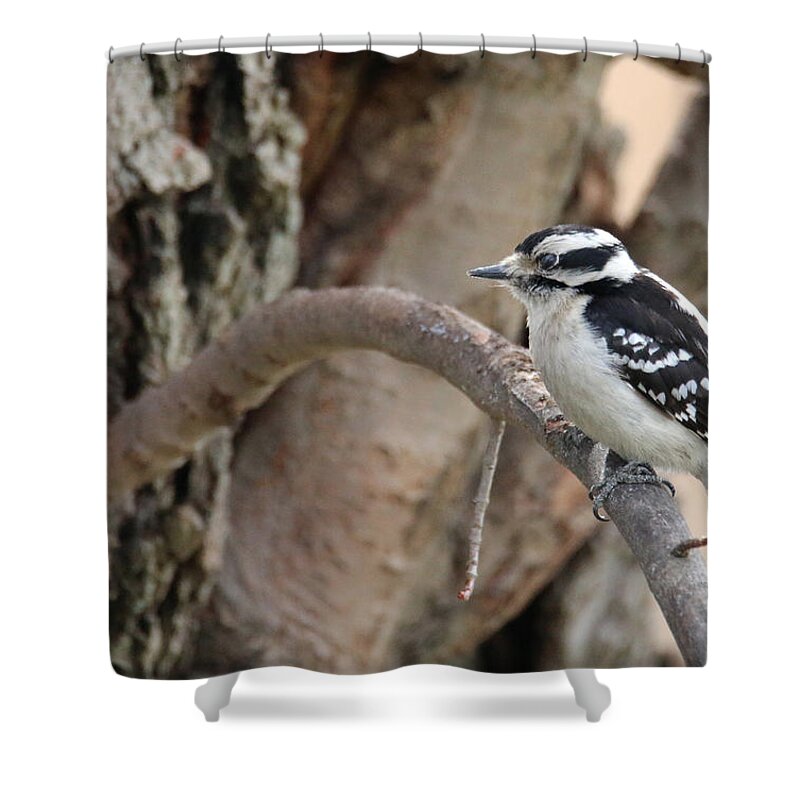 Hairy Woodpecker Shower Curtain featuring the photograph Out On A Limb by Living Color Photography Lorraine Lynch