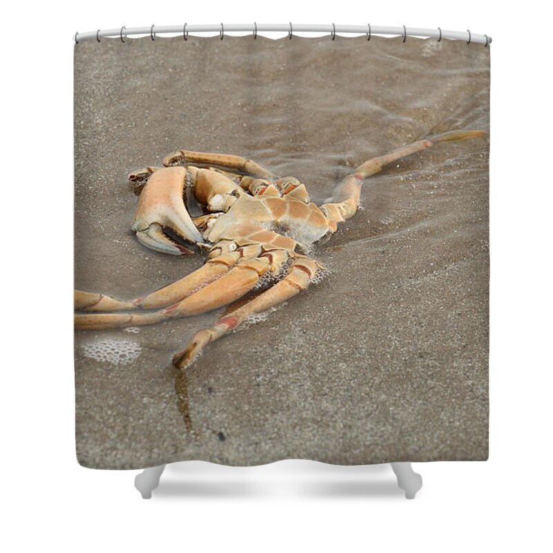 Crab Shower Curtain featuring the photograph Overwhelmed By The Tide by Adrian Wale