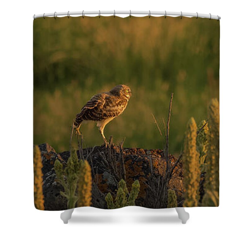 Owl Shower Curtain featuring the photograph Owl Dancing At Dusk by Yeates Photography
