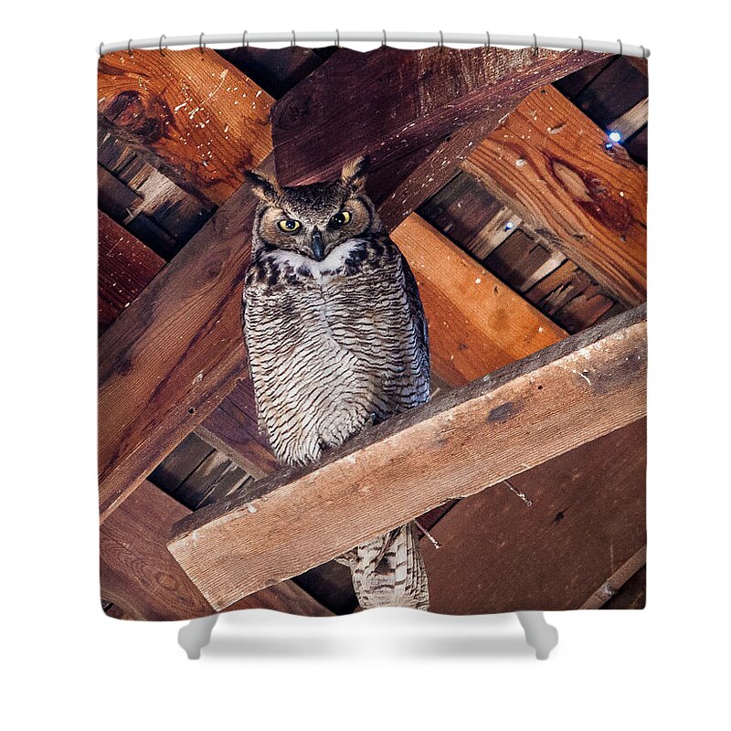 Animals Shower Curtain featuring the photograph Owl in a Barn by Rikk Flohr
