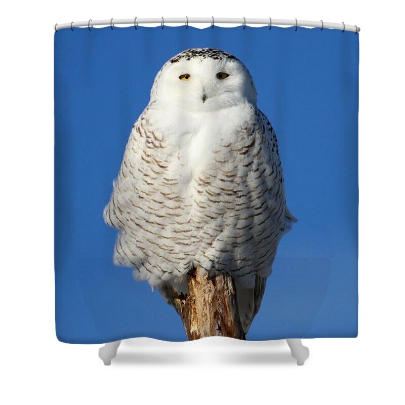 Snowy Owls Shower Curtain featuring the photograph Owl Totem by Heather King