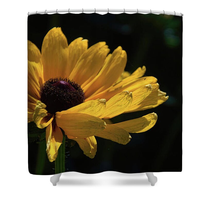 Black-eyed Shower Curtain featuring the photograph Ox Eye Susan by Diana Mary Sharpton