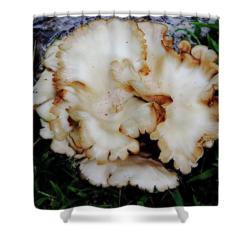 Oyster Mushroom Shower Curtain featuring the photograph Oyster Mushroom by Allen Nice-Webb