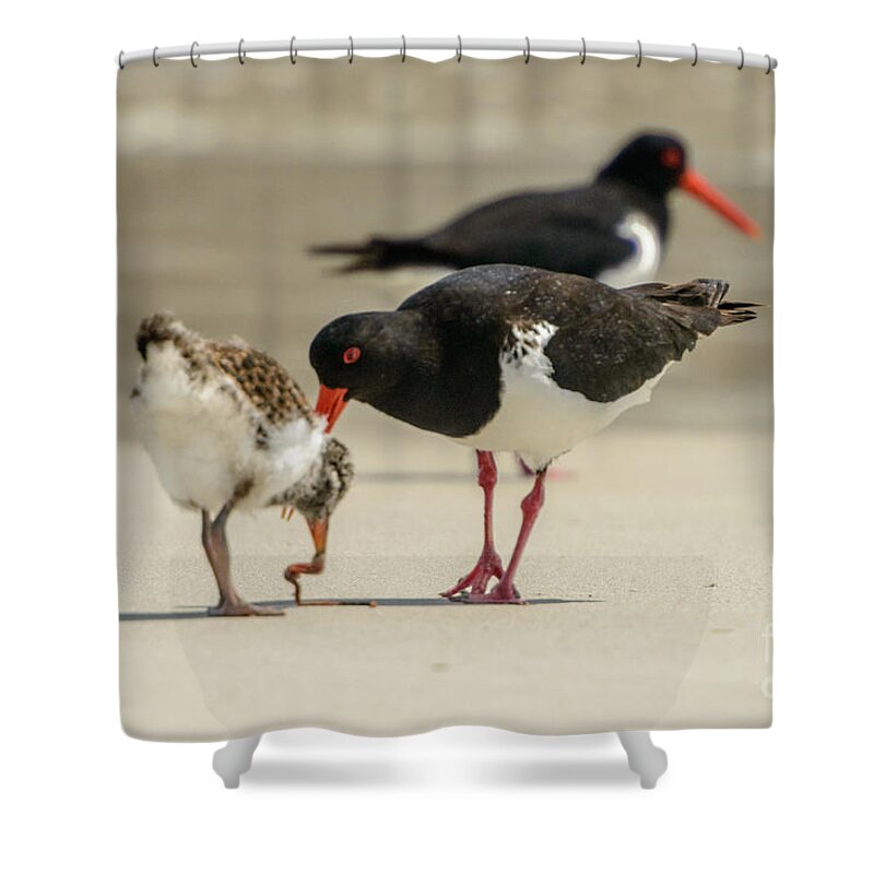 National Park Shower Curtain featuring the photograph Oystercatcher 06 by Werner Padarin