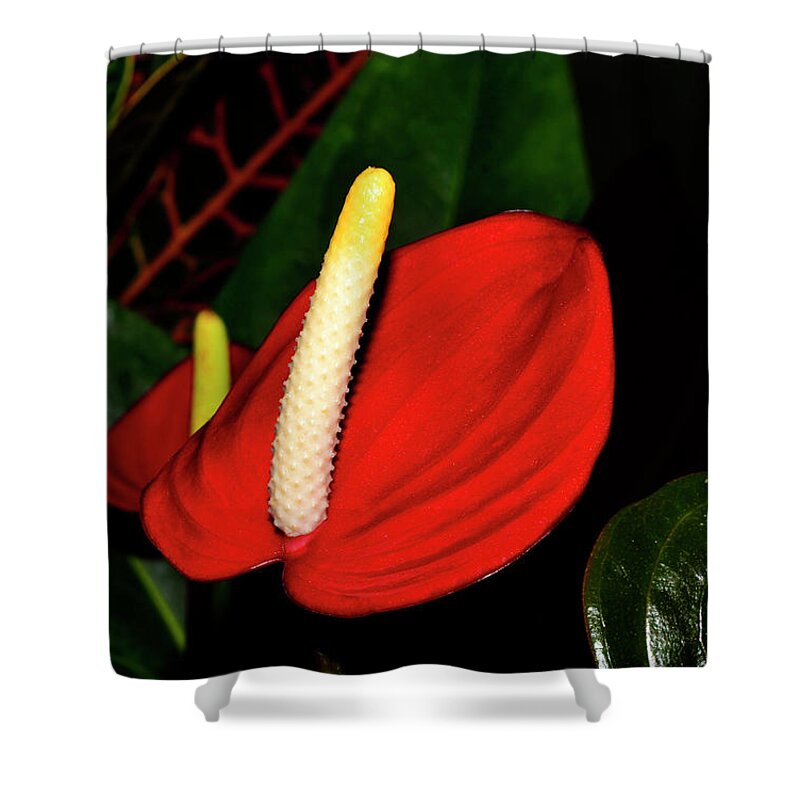 Pacora Anthurium Shower Curtain featuring the photograph Pacora Anthurium Plant - Red Hot 001 by George Bostian