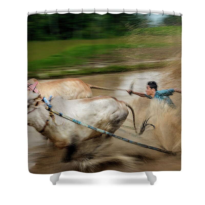 Animal Shower Curtain featuring the photograph Pacu Jawi Bull Race festival by Pradeep Raja Prints