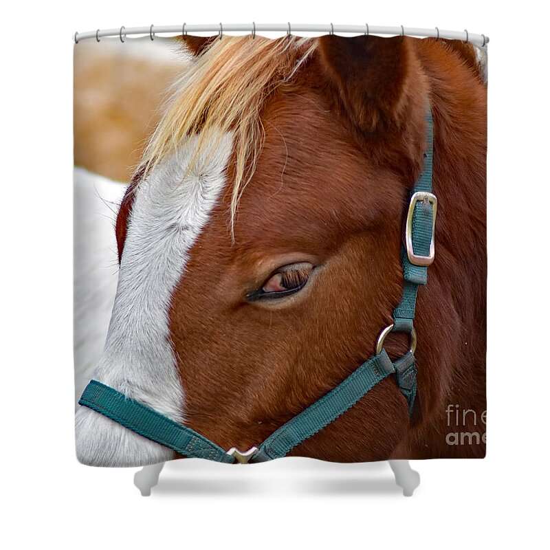 Horse Shower Curtain featuring the photograph Paint - A Horse by DB Hayes