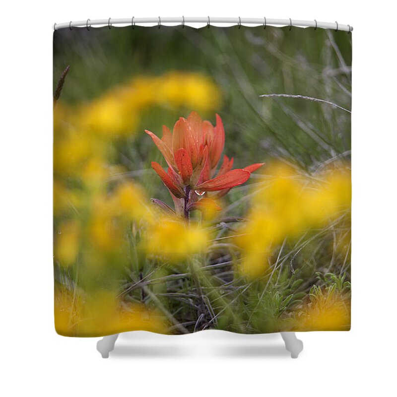 Paintbrush Shower Curtain featuring the photograph Paintbrush Peek by Morris McClung