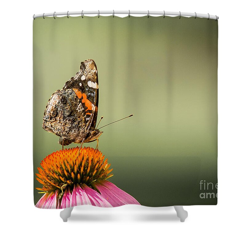 Butterfly Shower Curtain featuring the photograph Painted Lady 02 by Scott Olson