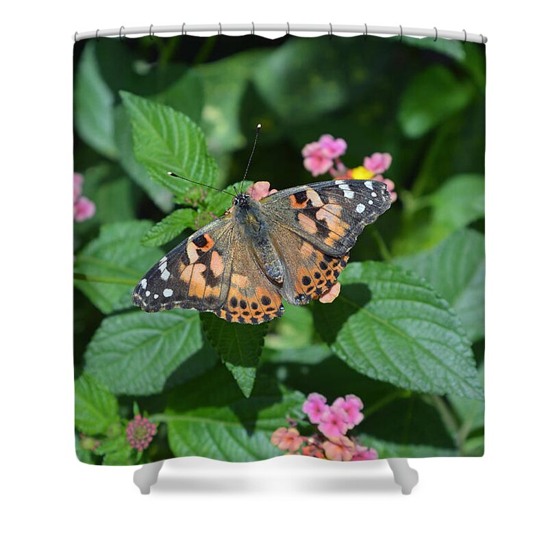 Butterfly Shower Curtain featuring the photograph Painted Lady Butterfly by Aimee L Maher ALM GALLERY