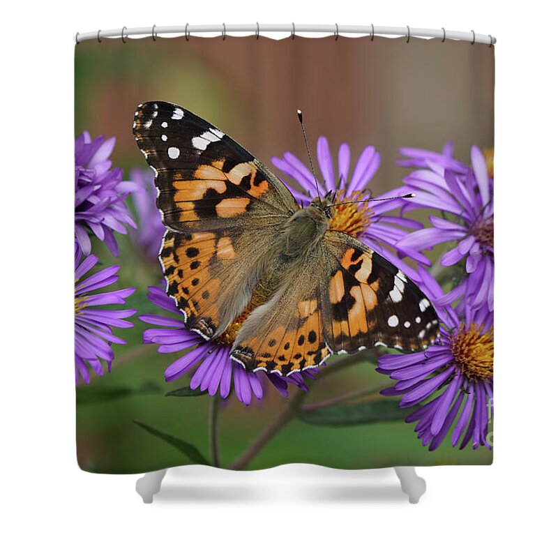 Painted Lady Shower Curtain featuring the photograph Painted Lady Butterfly and Aster Flowers by Robert E Alter Reflections of Infinity