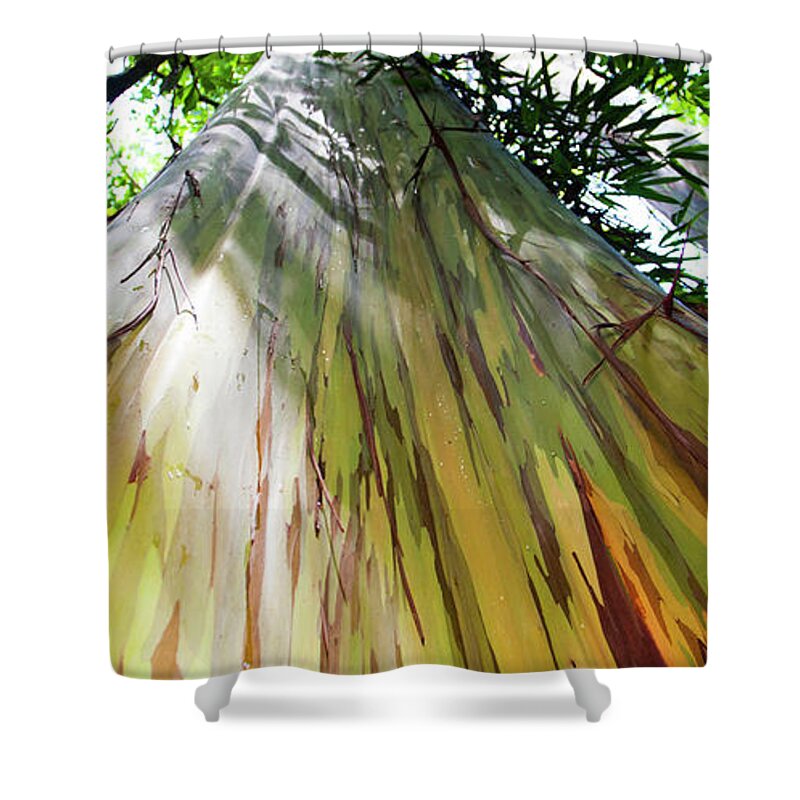 Painted Eucalyptus Tree Shower Curtain featuring the photograph Painted Tree by Anthony Jones