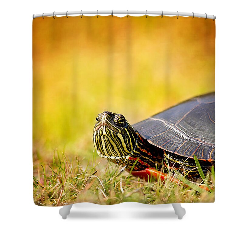 Painted Turtle Photo Shower Curtain featuring the photograph Painted Turtle Print by Gwen Gibson