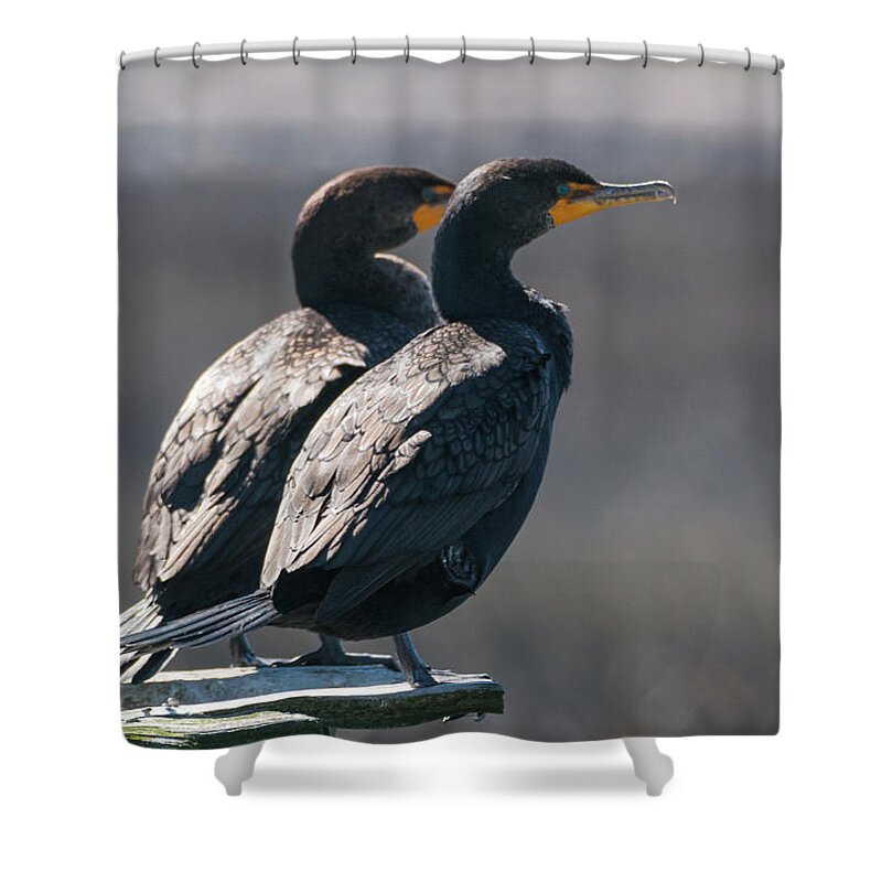 Double-crested Cormorant Shower Curtain featuring the photograph Pair Double-Crested Cormorant 3 March 2018 by D K Wall