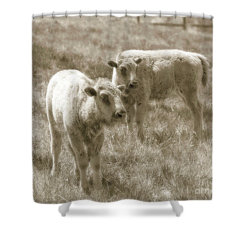 Two Buffalo Shower Curtain featuring the photograph Pair of baby buffalos by Rebecca Margraf