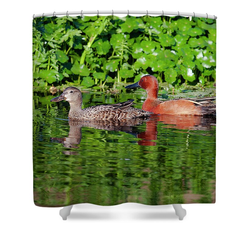 Mark Miller Photos Shower Curtain featuring the photograph Pair of Cinnamon Teals by Mark Miller