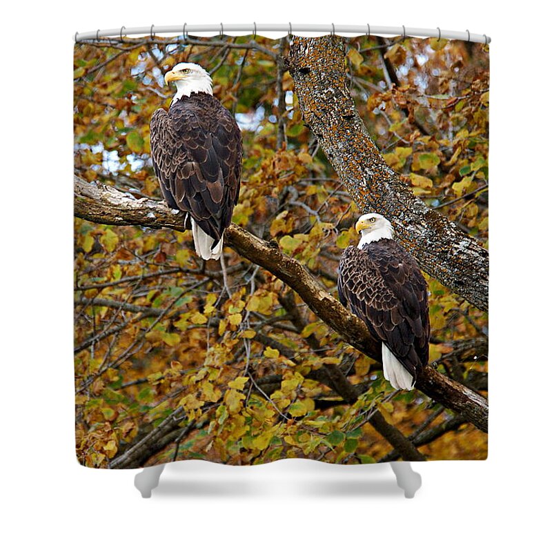 Chester Woods County Park Shower Curtain featuring the photograph Pair of Eagles in Autumn by Larry Ricker