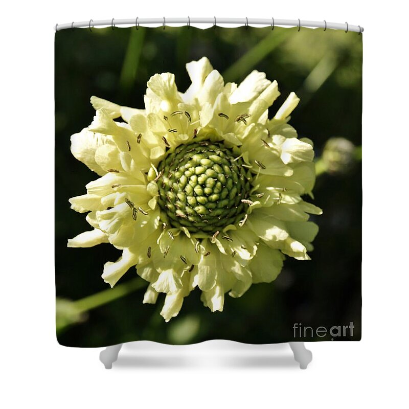 Giant Scabious Shower Curtain featuring the photograph Pale Beauty by Richard Brookes
