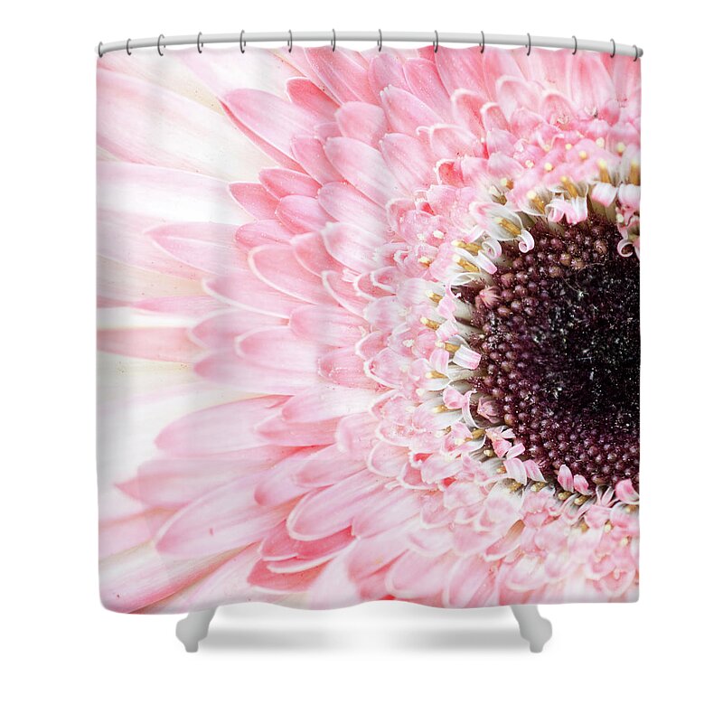 Pink Shower Curtain featuring the photograph Pale Pink Gerbera Daisy by Lisa Blake