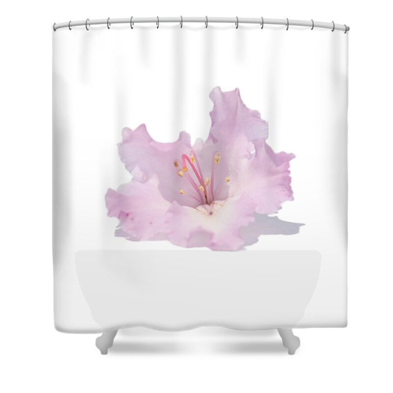 T-shirt Shower Curtain featuring the photograph Pale Pink Rhododendron on Transparent background by Terri Waters