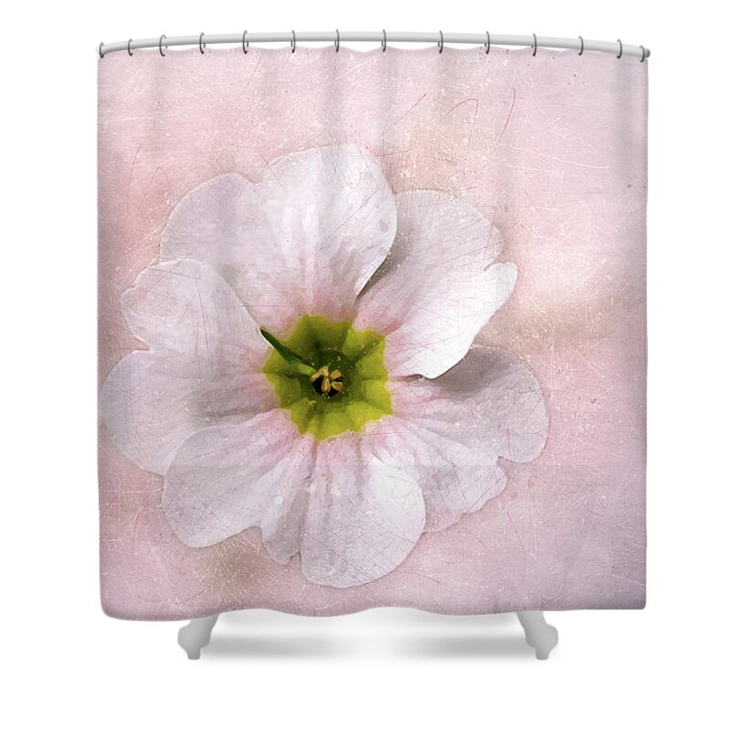 This Flower Was One Of Many At O'connor Woods Shower Curtain featuring the digital art Pale Primrose by Terry Davis