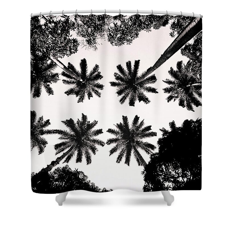 Tree Shower Curtain featuring the photograph Palm tree by Cesar Vieira