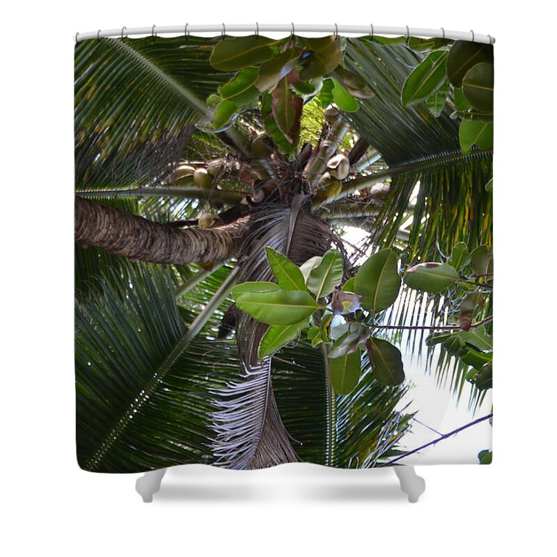 Sunset Shower Curtain featuring the photograph Palm tree by Sabine Meisel