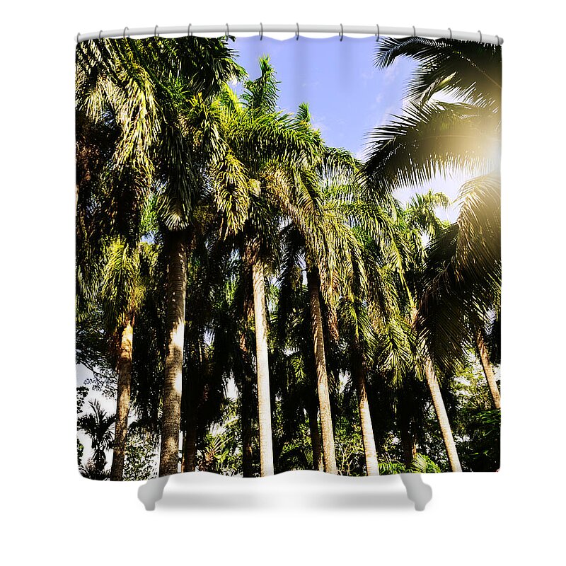 Palm Trees Under The Jamaican Sun Shower Curtain featuring the photograph Palm Trees under the Jamaican Sun by Patricia Awapara