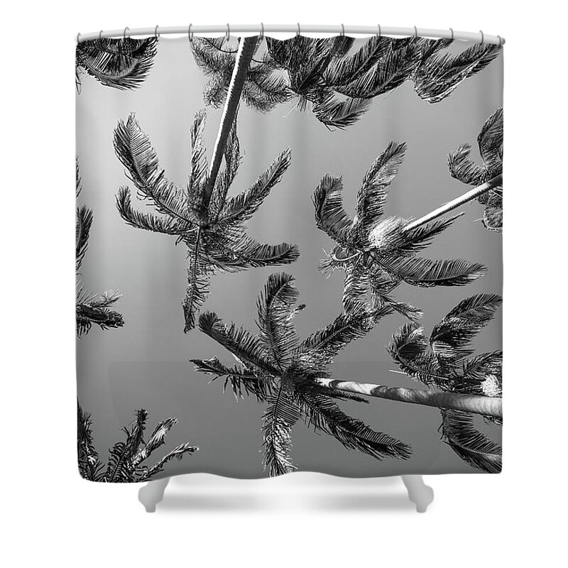 Palm Trees Shower Curtain featuring the photograph Palms Up IV by Ryan Weddle